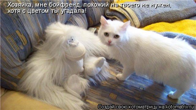 Котоматрица: Хозяйка, мне бойфренд, похожий на твоего не нужен, хотя с цветом ты угадала!