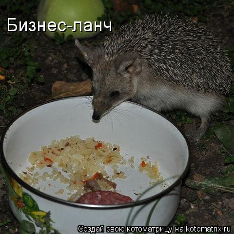 Котоматрица: Бизнес-ланч