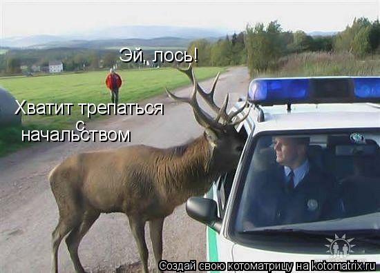 Котоматрица: Эй, лось!  Хватит трепаться  с  начальством