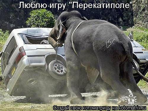 Котоматрица: Люблю игру "Перекатиполе"