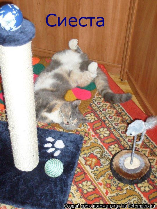 Котоматрица: Сиеста