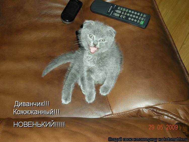 Котоматрица: Диванчик!!! Кожжжанный!!! НОВЕНЬКИЙ!!!!!