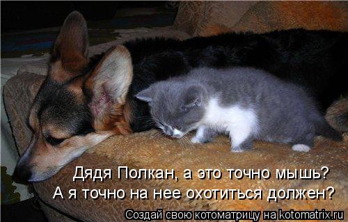 Дядя Полкан, а это точно мышь? А я точно на нее охотиться должен?... Котоматрица: Дядя Полкан, а это точно мышь? А я точно на нее охотиться должен?