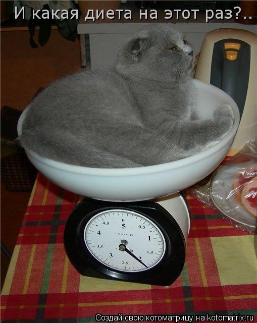 Котоматрица: И какая диета на этот раз?..