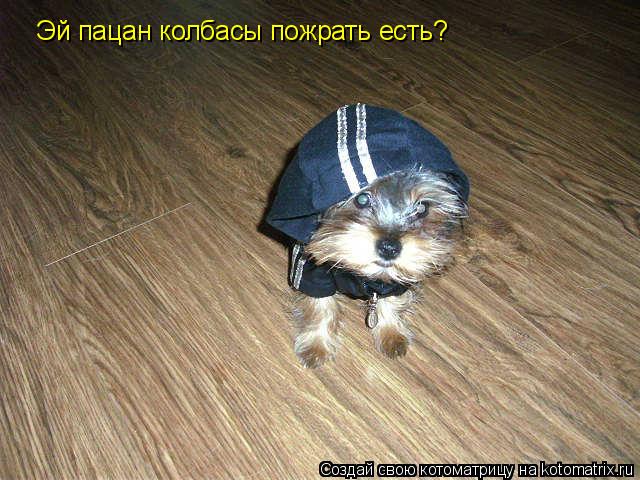 Котоматрица: Эй пацан колбасы пожрать есть?