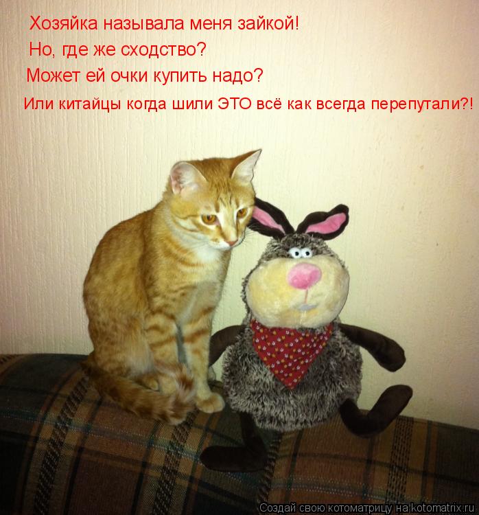 Котоматрица: Хозяйка называла меня зайкой! Но, где же сходство? Может ей очки купить надо? Или китайцы когда шили ЭТО всё как всегда перепутали?!