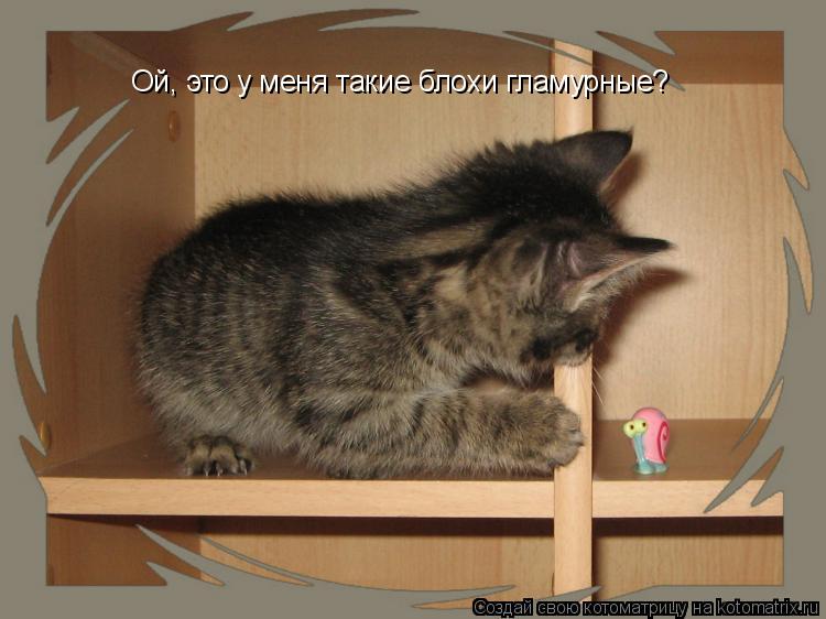 Котоматрица: Ой, это у меня такие блохи гламурные?
