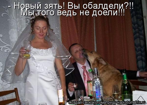 - Новый зять! Вы обалдели?!! Мы того ведь не доели!!!... Котоматрица: - Новый зять! Вы обалдели?!! Мы того ведь не доели!!!