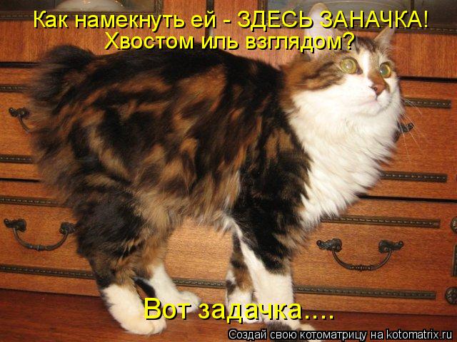 Как намекнуть ей - ЗДЕСЬ ЗАНАЧКА! Хвостом иль взглядом? Вот задачка....... Котоматрица: Как намекнуть ей - ЗДЕСЬ ЗАНАЧКА! Хвостом иль взглядом? Вот задачка....