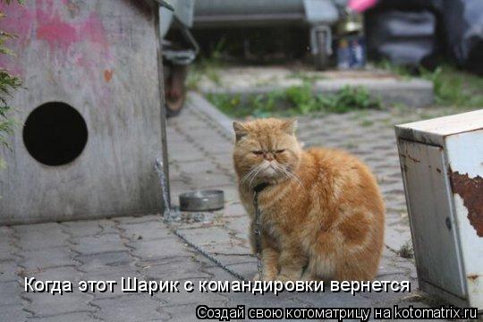 Когда этот Шарик с командировки вернется... Котоматрица: Когда этот Шарик с командировки вернется
