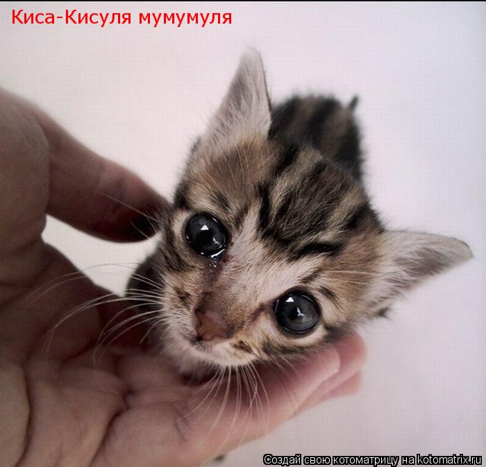 Киса-Кисуля мумумуля... Котоматрица: Киса-Кисуля мумумуля
