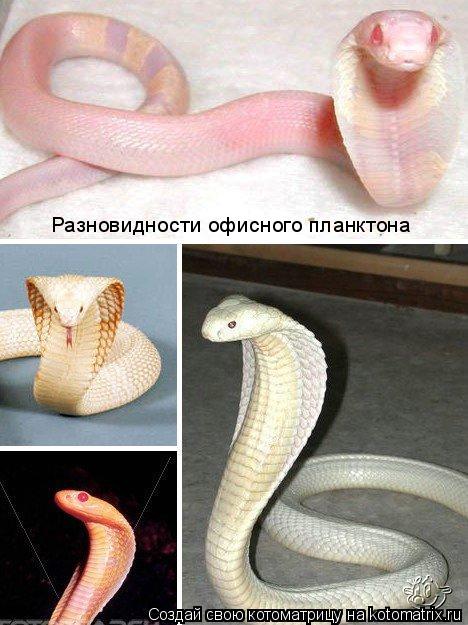 Разновидности офисного планктона... Котоматрица: Разновидности офисного планктона