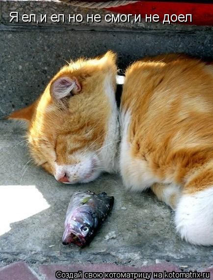 Я ел,и ел но не смог,и не доел... Котоматрица: Я ел,и ел но не смог,и не доел