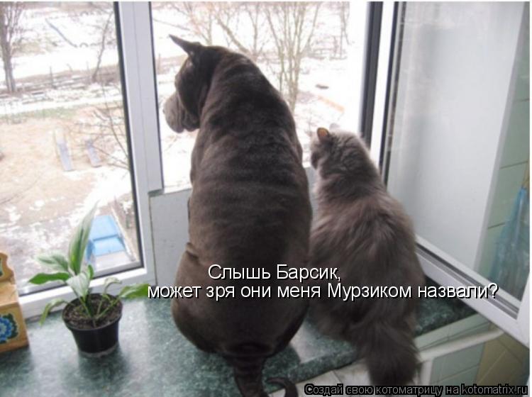 Слышь Барсик, может зря они меня Мурзиком назвали?... Котоматрица: Слышь Барсик, может зря они меня Мурзиком назвали?