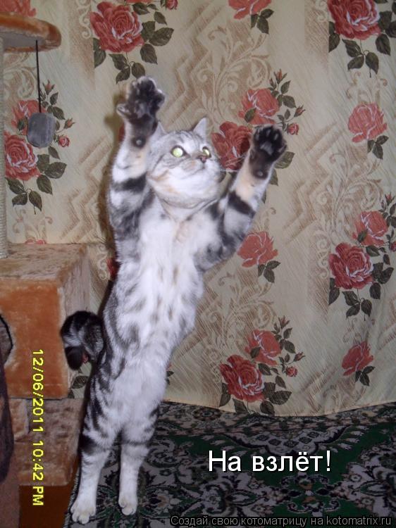 На взлёт!... Котоматрица: На взлёт!