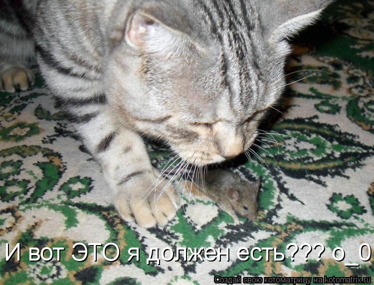 И вот ЭТО я должен есть??? о_0... Котоматрица: И вот ЭТО я должен есть??? о_0