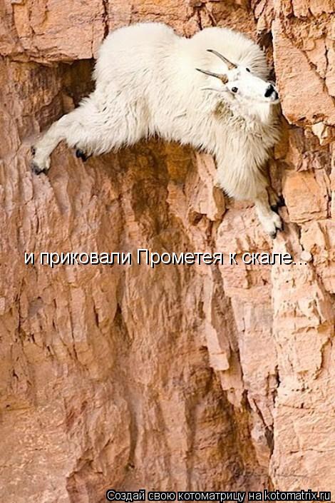 Котоматрица: и приковали Прометея к скале...