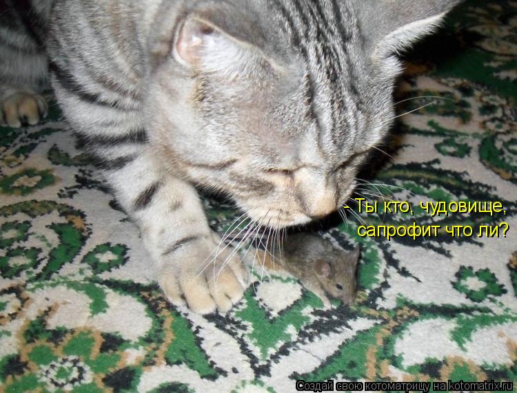 - Ты кто, чудовище, сапрофит что ли?... Котоматрица: - Ты кто, чудовище, сапрофит что ли?
