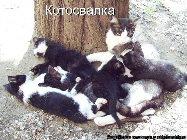 Котосвалка... Котоматрица: Котосвалка