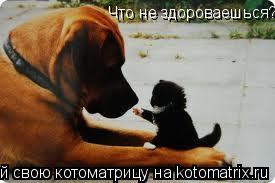 Котоматрица: Что не здороваешься?