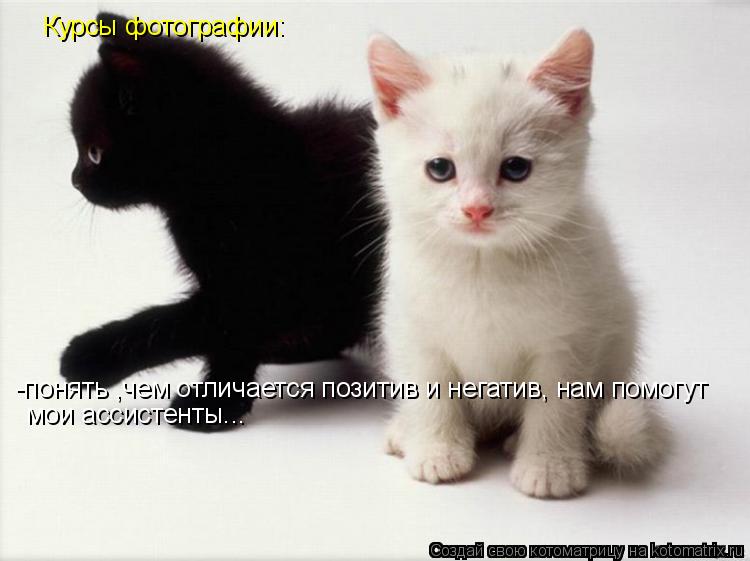 Котоматрица: Курсы фотографии: -понять ,чем отличается позитив и негатив, нам помогут  мои ассистенты...