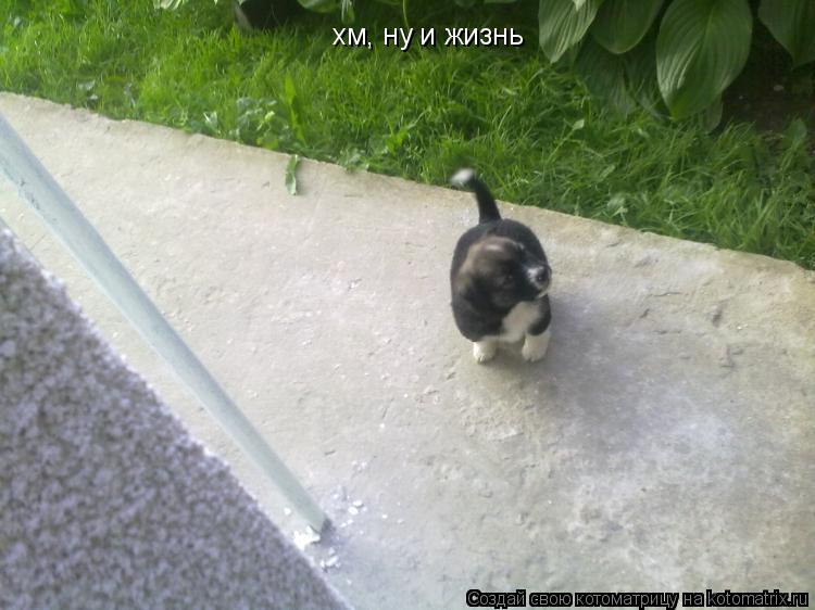 Котоматрица: хм, ну и жизнь