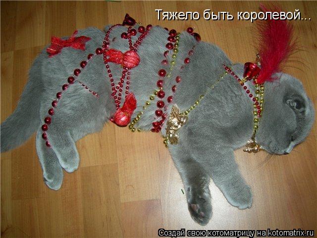 Котоматрица: Тяжело быть королевой...