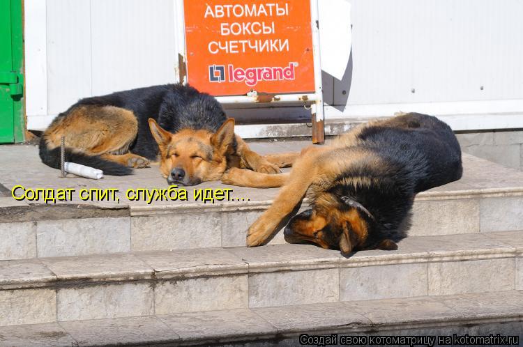 Котоматрица: Солдат спит, служба идет....