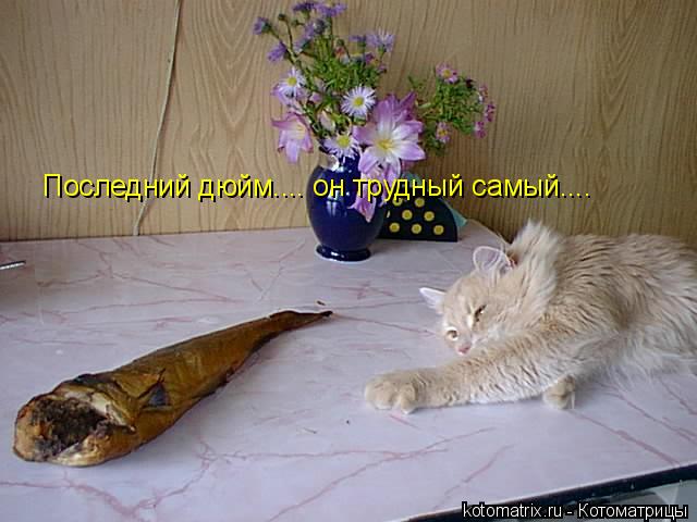Котоматрица: Последний дюйм.... он трудный самый....