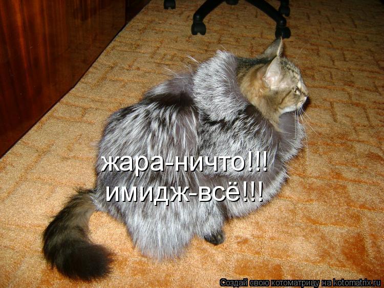 Котоматрица: жара-ничто!!! имидж-всё!!!