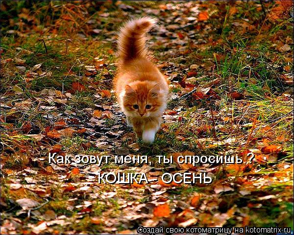 Котоматрица: КОШКА - ОСЕНЬ - Как зовут меня, ты спросишь ?