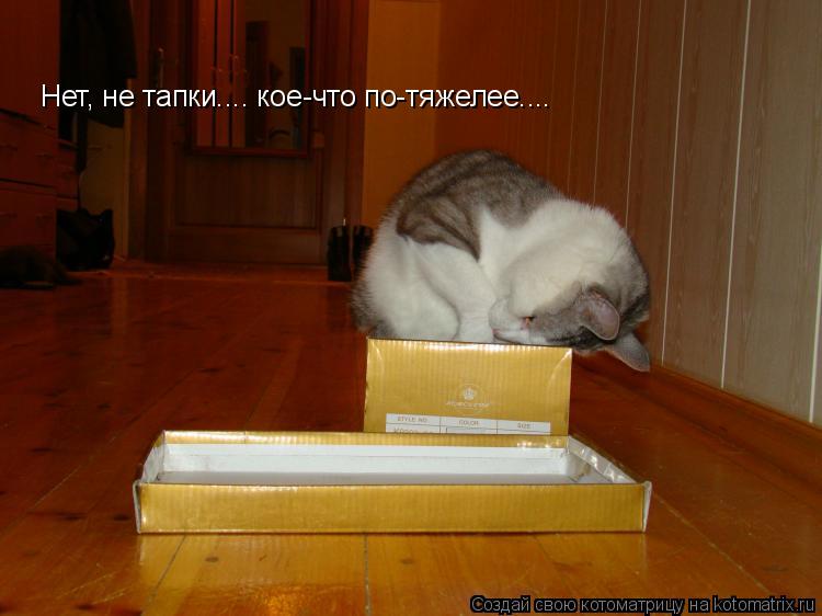 Котоматрица: Нет, не тапки.... кое-что по-тяжелее....