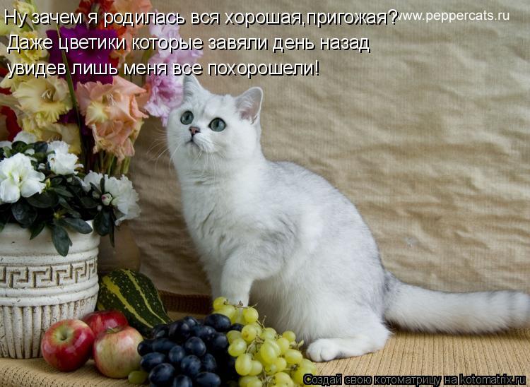 Котоматрица: Ну зачем я родилась вся хорошая,пригожая? Даже цветики которые завяли день назад увидев лишь меня все похорошели!