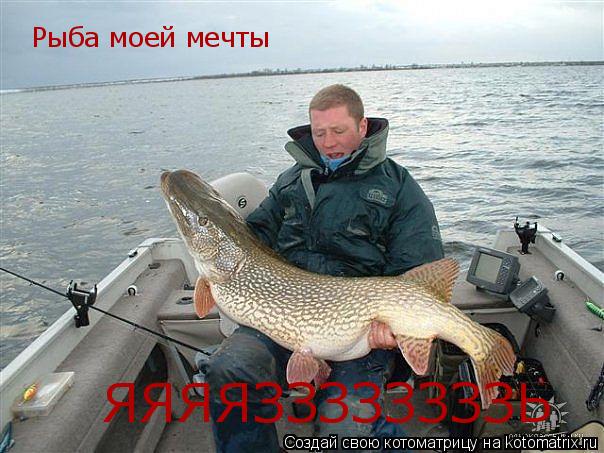 Котоматрица: Рыба моей мечты ЯЯЯЯЗЗЗЗЗЗЗЗЬ