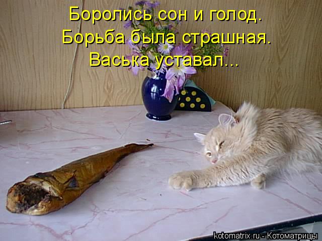 Котоматрица: Боролись сон и голод. Борьба была страшная. Васька уставал...