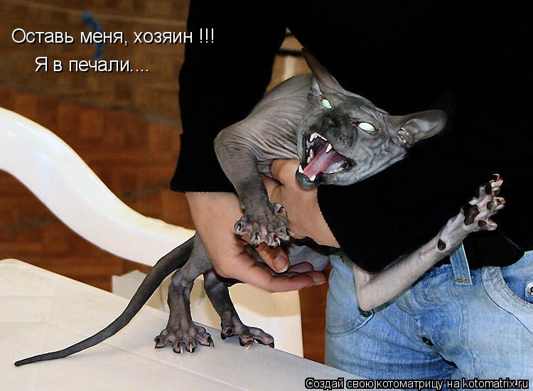 Котоматрица: Оставь меня, хозяин !!! Я в печали....