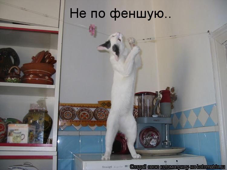 Котоматрица: Не по феншую..