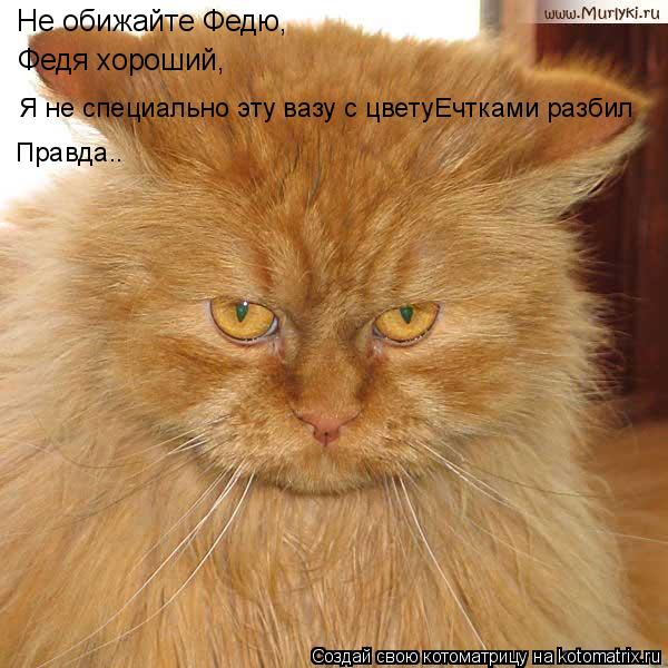 Котоматрица: Не обижайте Федю, Федя хороший, Я не специально эту вазу с цветуЕчтками разбил Правда..