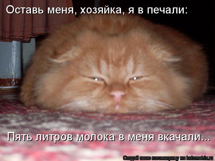 Котоматрица: Пять литров молока в меня вкачали... Оставь меня, хозяйка, я в печали: