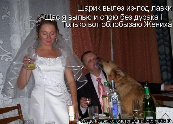 Котоматрица: Шарик вылез из-под лавки Только вот облобызаю Жениха !!! - Щас я выпью и спою без дурака !