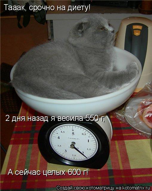 Котоматрица: А сейчас целых 600 г! Тааак, срочно на диету! 2 дня назад я весила 550 г,