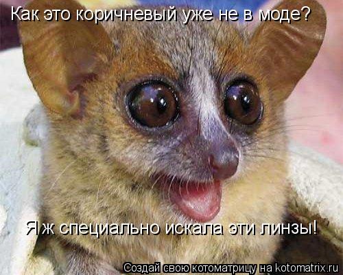 Котоматрица: Как это коричневый уже не в моде? Я ж специально искала эти линзы!