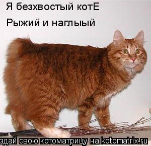Котоматрица: Я безхвостый котЕ Рыжий и наглыый