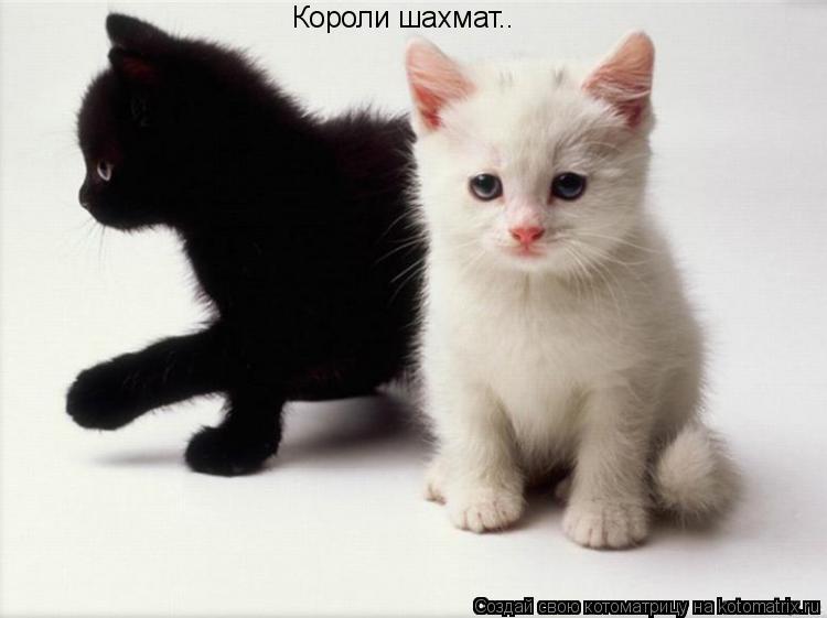 Котоматрица: Короли шахмат..