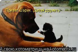 Котоматрица: Привет Шарик...Давай дружить