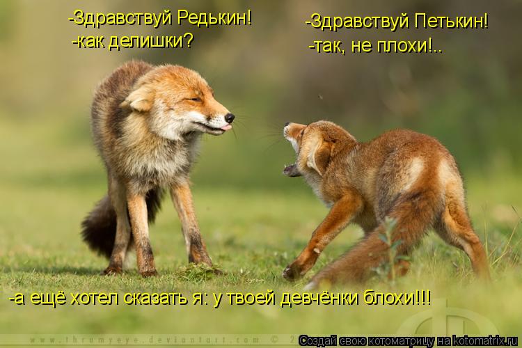 Котоматрица: -Здравствуй Редькин! -Здравствуй Петькин! -как делишки? -так, не плохи!.. -а ещё хотел сказать я: у твоей девчёнки блохи!!!