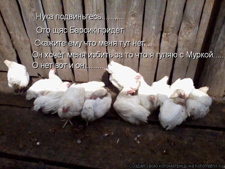 Котоматрица: Нука подвиньтесь..........               Ото щяс Барсик придёт               Скажите ему что меня тут нет....    Он хочет меня избить за то что я гуля
