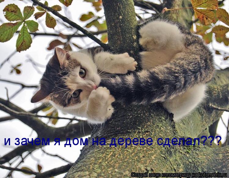 Котоматрица: и зачем я дом на дереве сделал???