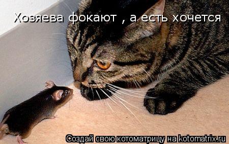 Котоматрица: Хозяева фокают , а есть хочется