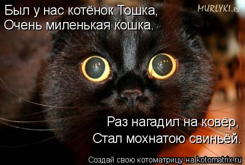 Был у нас котёнок Тошка, Очень миленькая кошка. Раз нагадил на ковёр, Стал мохнатою свиньёй.... Котоматрица: Был у нас котёнок Тошка, Очень миленькая кошка. Раз нагадил на ковёр, Стал мохнатою свиньёй.
